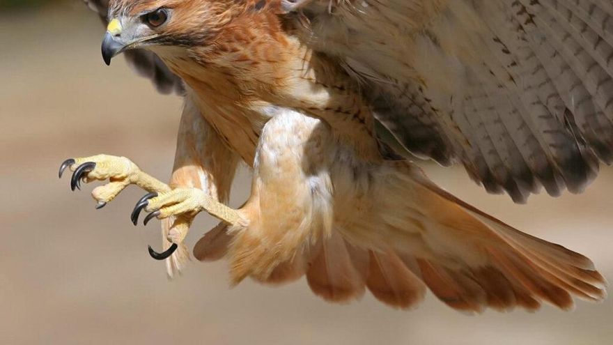 Los halcones urbanos han aprendido a cazar por el sonido de los semáforos