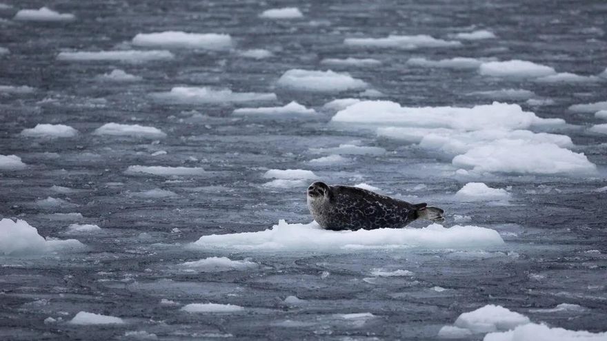 El Ártico sigue imparable en su cuesta abajo hacia transformarse en hielo fundido