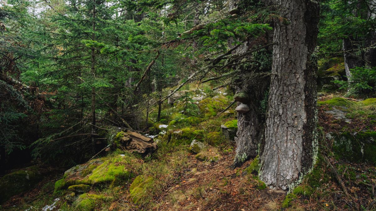 Bosque maduro en el Parque Nacional de Aigües Tortes i Estany de Sant Maurici