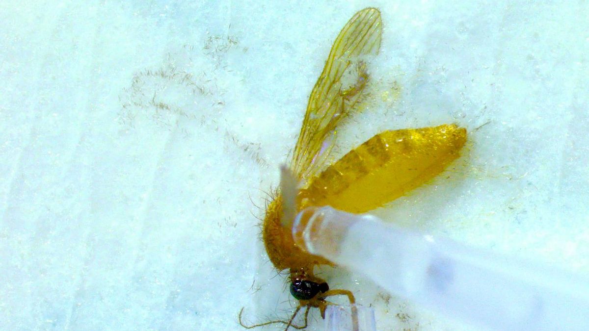 España estrena un insectario de alta seguridad para estudiar virus transmitidos por mosquitos