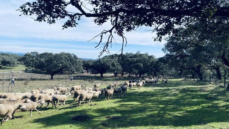Castilla-La Mancha cuenta con una bolsa de pastores de unas 200 personas cualificadas para el oficio