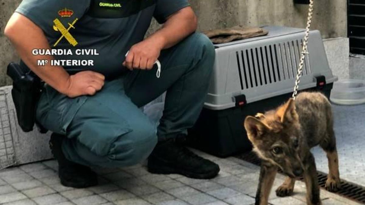 La Guardia Civil custodia al animal antes de su traslado al centro de recuperación para la fauna, donde murió a causa de sus condiciones físicas.