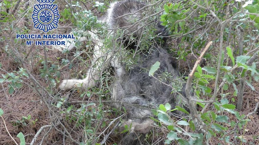 Maltrato animal en El Cortijo: encuentran a un perro muerto con una fractura en el cráneo