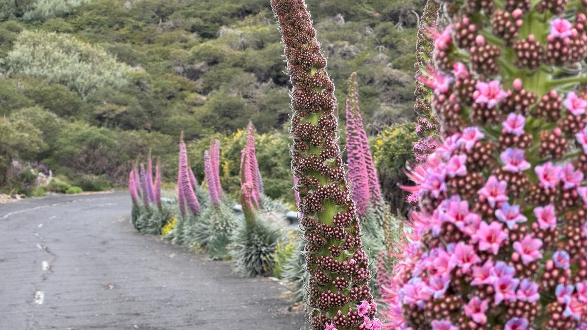 El tajinaste rosado ofrece el tradicional desfile primaveral  en las cumbres de La Palma