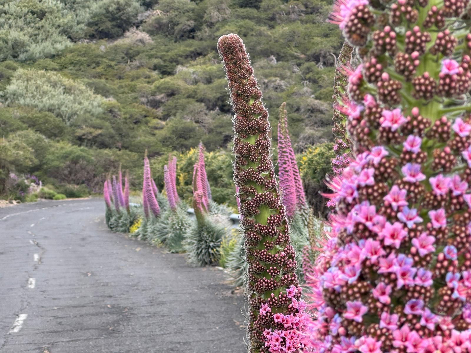Tajinastes rosados en flor, el pasado 10 de mayo, en la Carretera LP-4 ,sobre el km 27,5 en el barranco Vizcaíno.