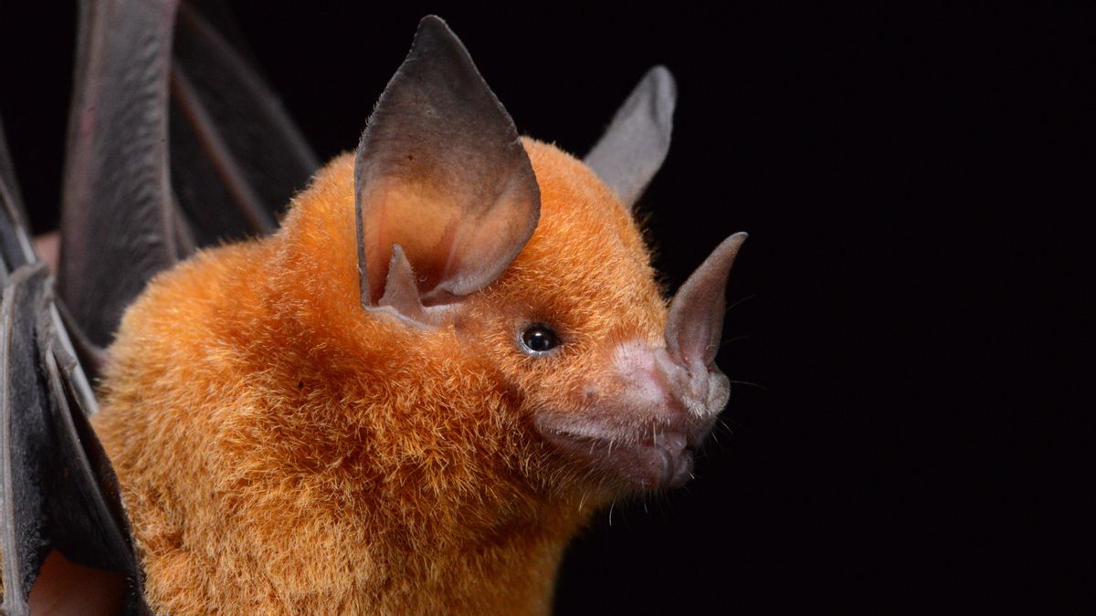 Un megaestudio revela el misterioso origen de los murciélagos: “Son uno de los mayores experimentos de la evolución”