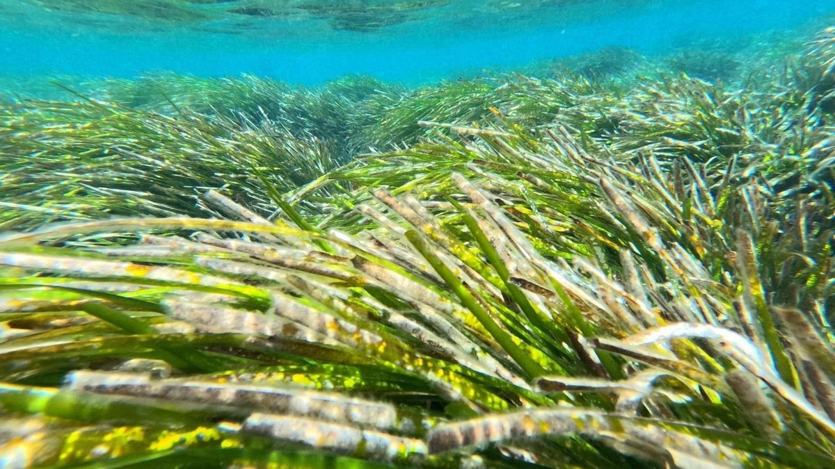Praderas de posidonia.