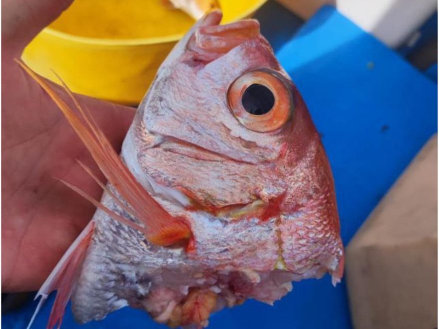 Ejemplar de antoñito o dientón que resultó dañado por el ataque de un tiburón
mientras lo subían a bordo (esta fotografía la tomó un pescador, pero no
había ningún investigador presente cuando ocurrió)