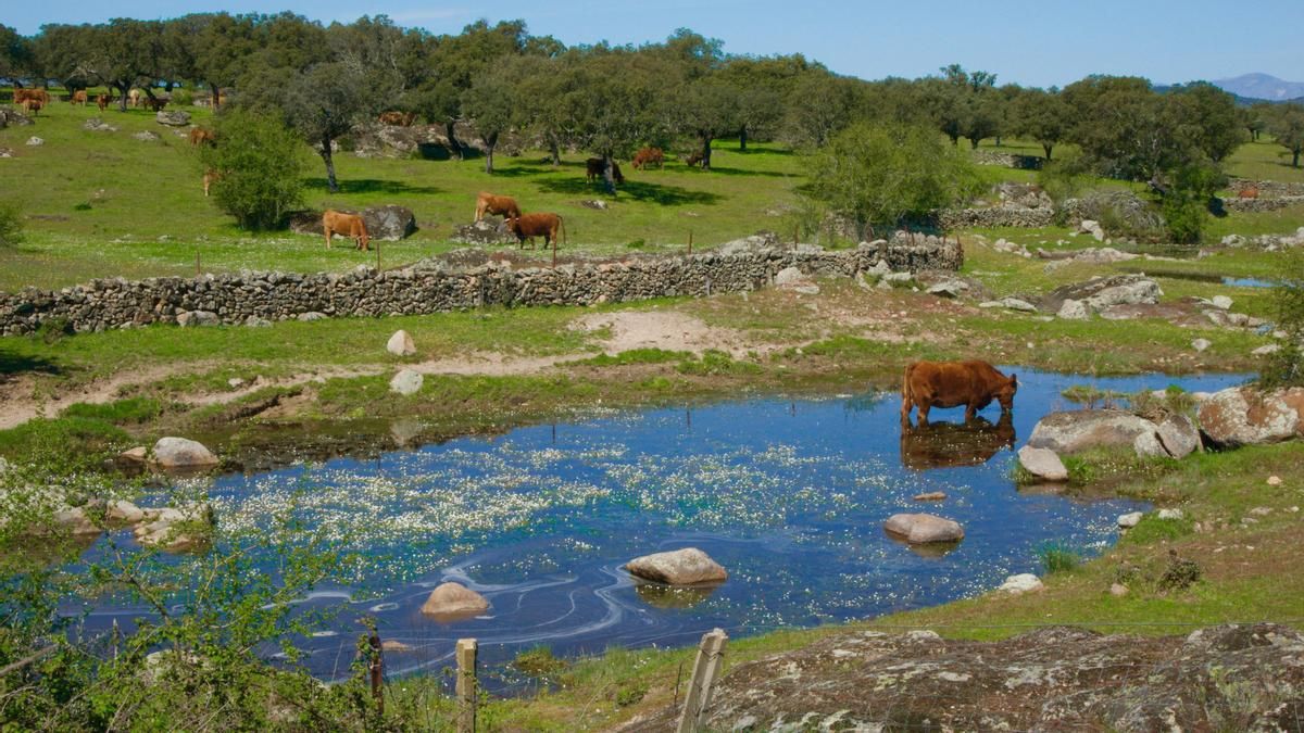 Charca ganadera con ranúnculos