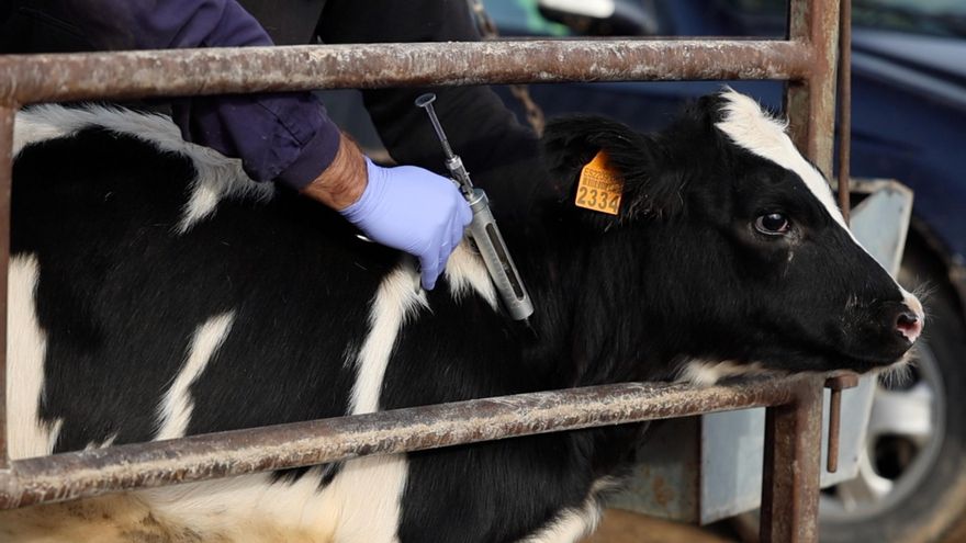 La vacunación contra la dermatosis se extiende hasta 600.000 vacas y terneros en Catalunya y también Aragón