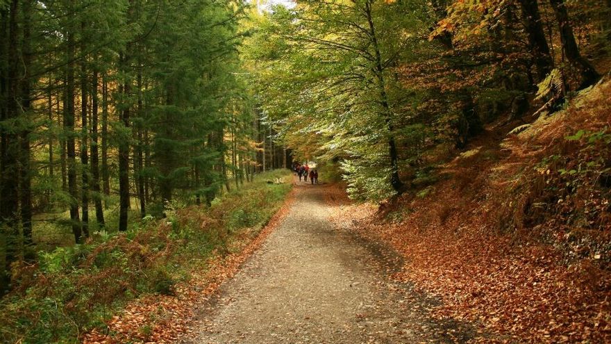 Uno de los bosques más bonitos para visitar en otoño está en Navarra