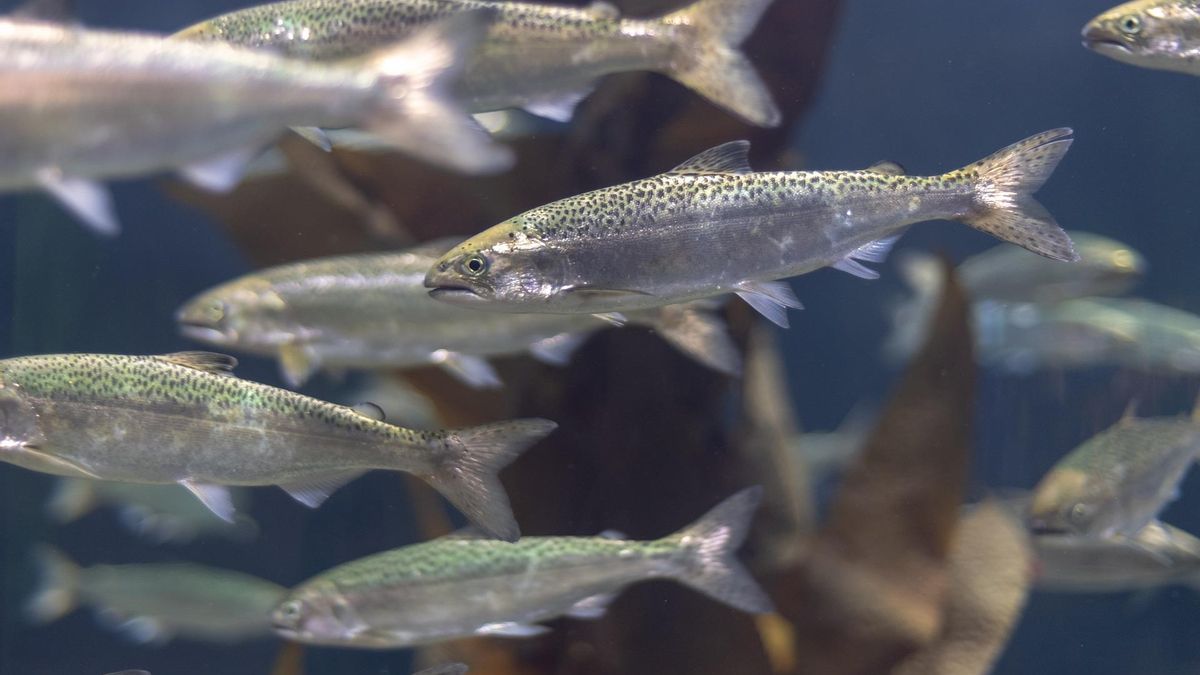 La cocaína en ríos altera el comportamiento del salmón y amenaza su supervivencia