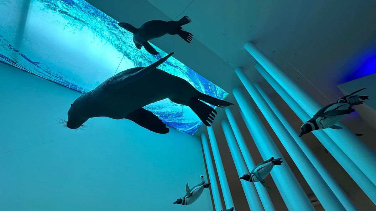 Réplicas de lobos marinos y pingüinos de Magallanes en el Centro de Interpretación de Península de Valdés.