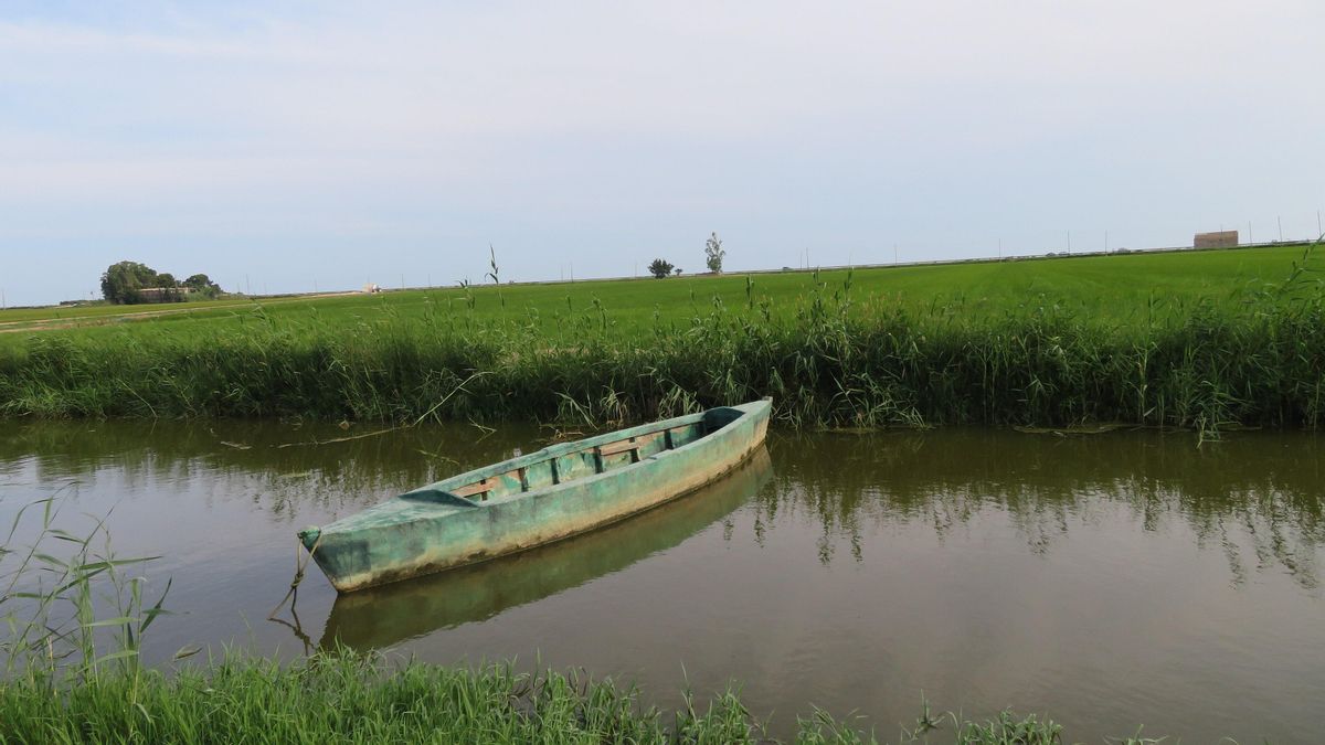 El delta del Ebro afronta varios problemas a la vez