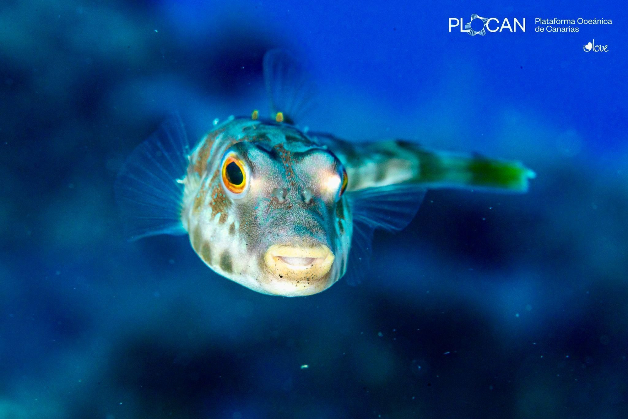 La vida submarina se abre paso en las nuevas fajanas de La Palma.