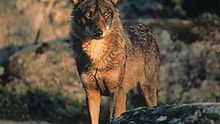 Lobo ibérico