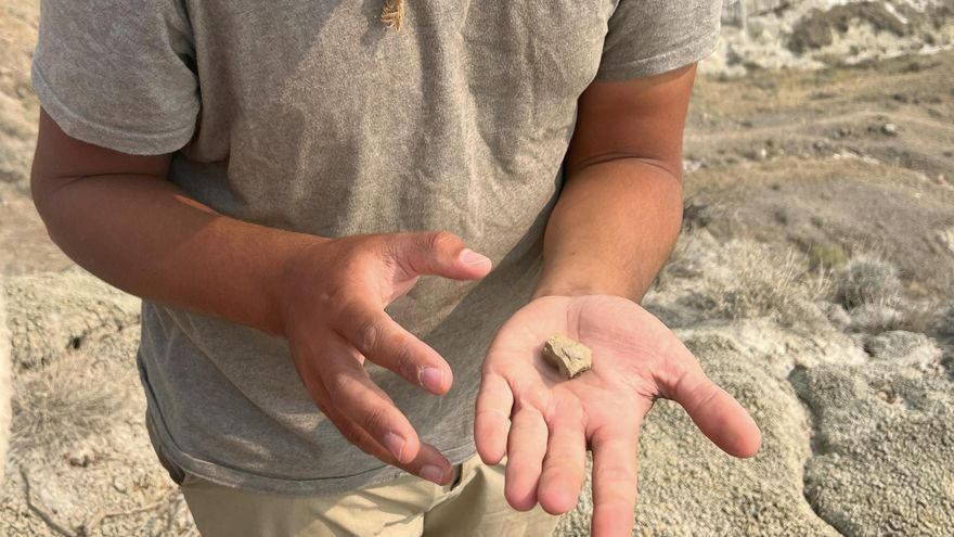 Descubren una nueva especie de libélula de hace 75 millones de años en el Parque de los Dinosaurios