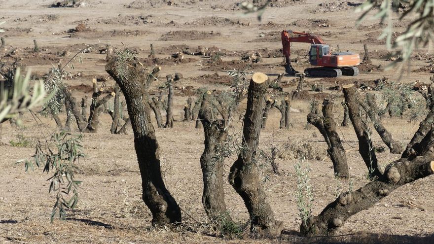 Una máquina arrancando olivos, en Cartaojal