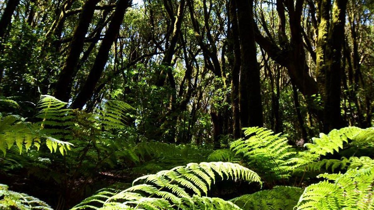 Bosque de laurisilva en el Parque Nacional de Garajonay, en La Gomera, durante el estado de alarma