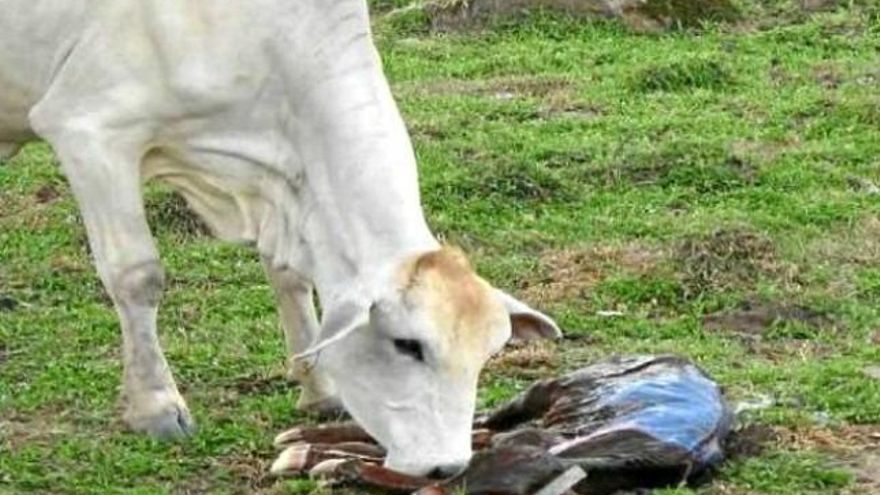 brucelosis bovina vacas ganadería enfermedad