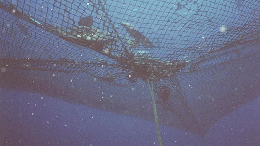 Más de 50 jaulas para cultivar peces en un espacio protegido por Europa: el proyecto que pone en alerta a Lanzarote