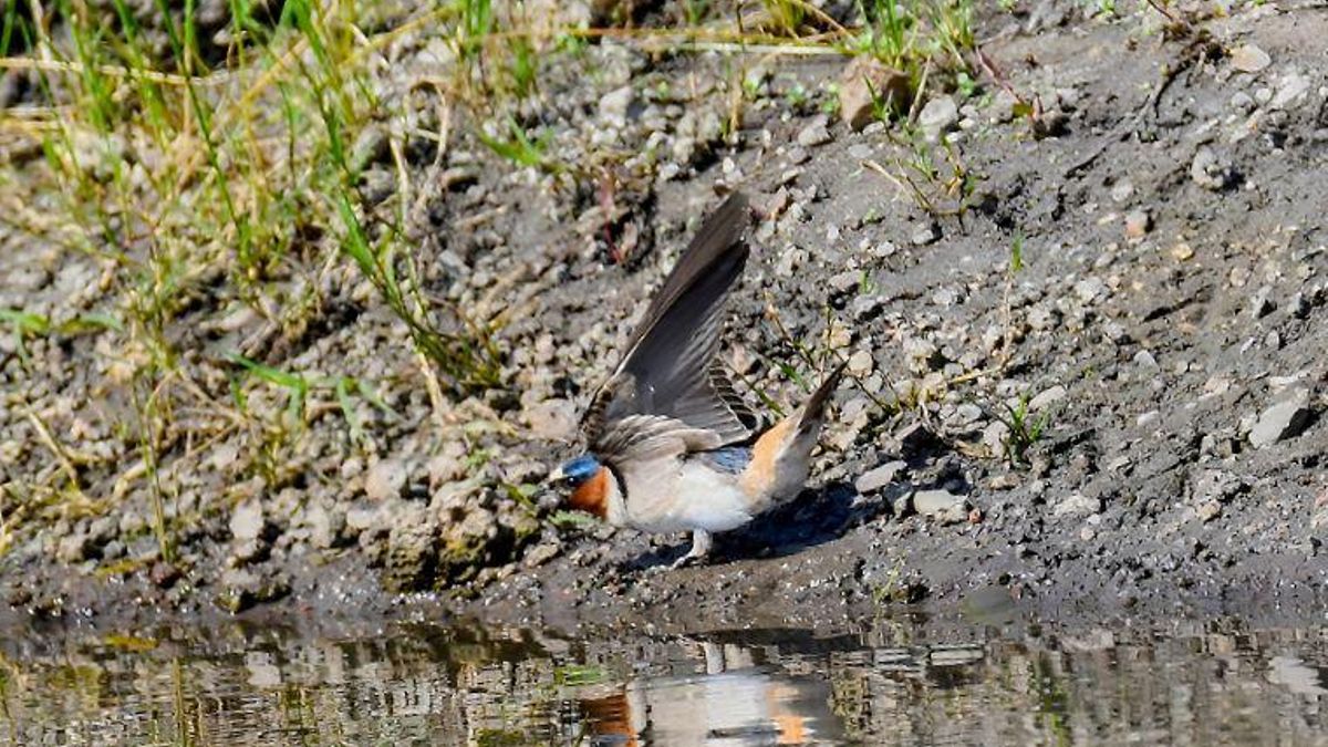 Golondrina risquera (Petrochelidon pyrrhonota) tomando lodo para construir su nido. Foto: cortesía Carlos Adrián Ceceña