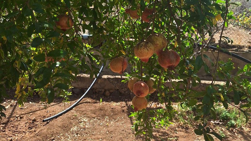 Finca de Nieves, en Lomo Magullo, soportando temperaturas de 40 grados esta semana.