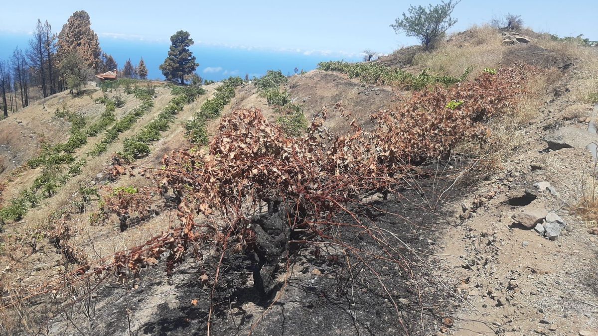 Imagen de archivo de un viñedo afectado por un incendio.