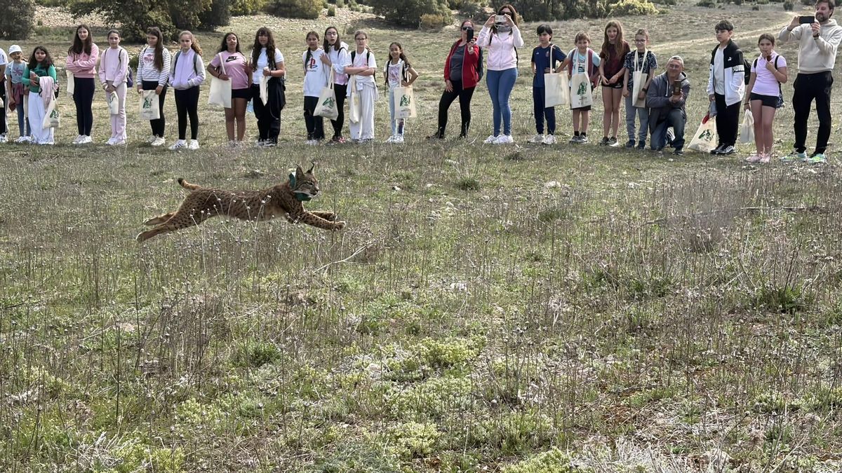 Ejemplar de lince ibérico soltado este viernes