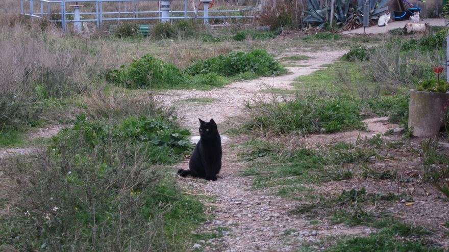 Los gatos que salen al exterior corren más riesgos y viven menos, según un nuevo estudio