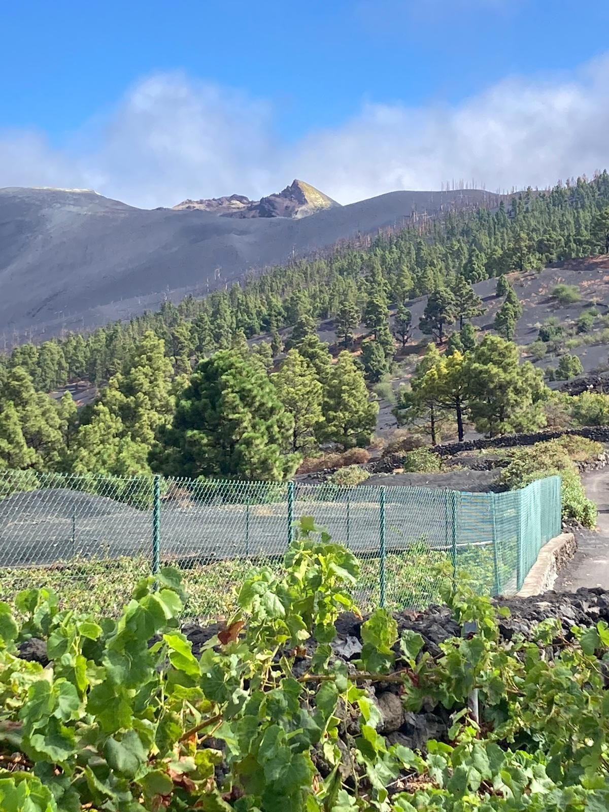 Viñas del Tajogaite.