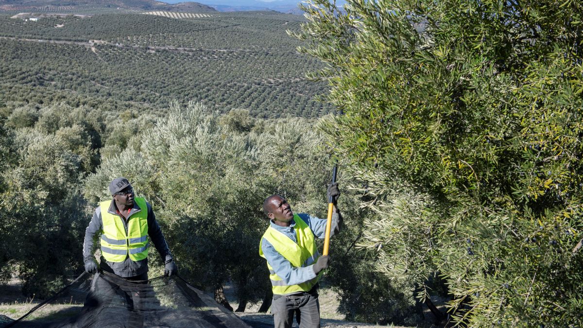 El PP lleva la regularización de inmigrantes a la Eurocámara y deriva en un disparate ultra: "Quieren esclavos para limpiar culos de ancianos"