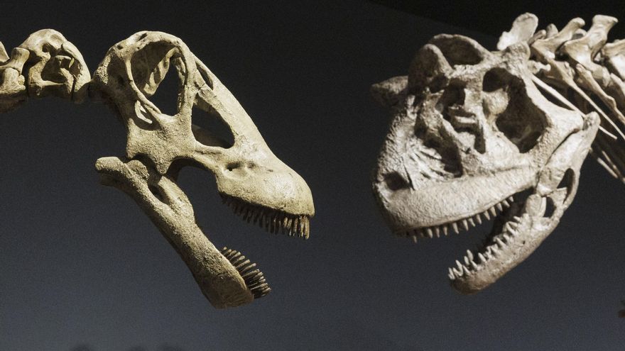 El mayor dinosaurio de la historia 'pisa' Zaragoza en una muestra que viaja a la Patagonia