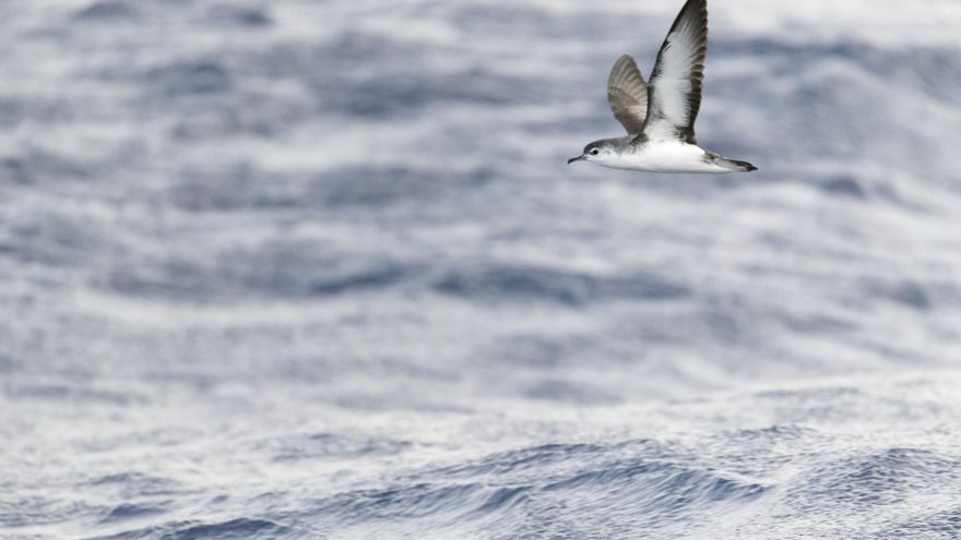El parque nacional del Mar de las Calmas ayudaría a aves como la pardela pichoneta