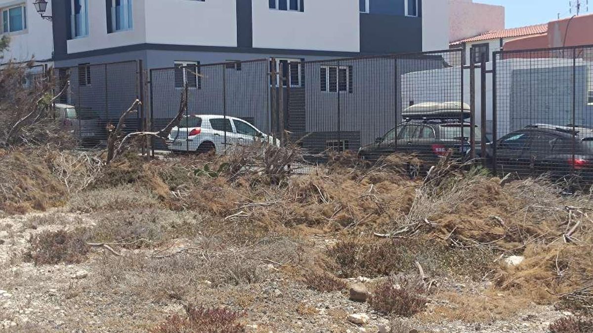 Ecologistas denuncian ante Patrimonio la poda "excesiva" de tarajales en el arreglo del vallado del Yacimiento de Tufia