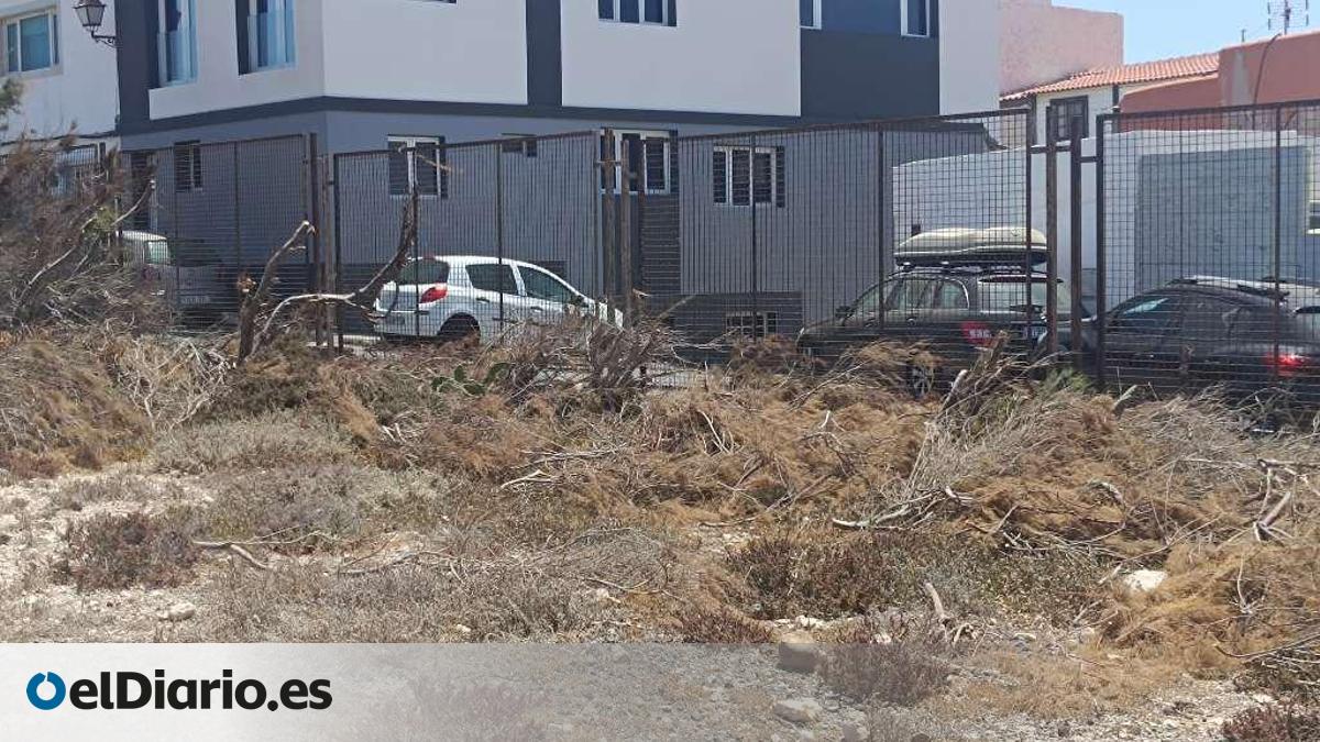 Ecologistas denuncian ante Patrimonio la poda "excesiva" de tarajales en el arreglo del vallado del Yacimiento de Tufia