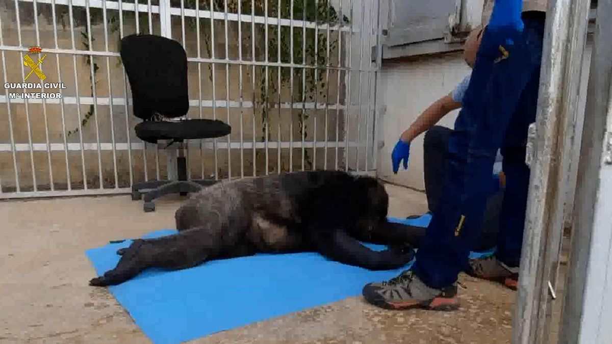 Suzie, sedada, en la jaula en la que vivía.