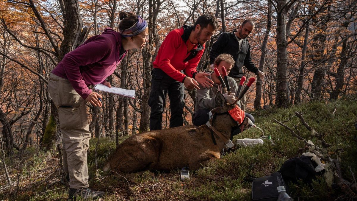 Un huemul macho con un collar de seguimiento satelital en 2022 en el refugio privado Río Toro, provincia de Santa Cruz.