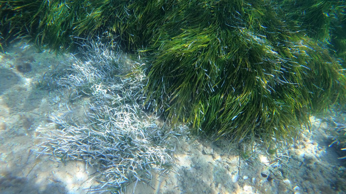 El archipiélago balear es una de las zonas del Estado español que acumula mayor porcentaje de praderas de Posidonia.