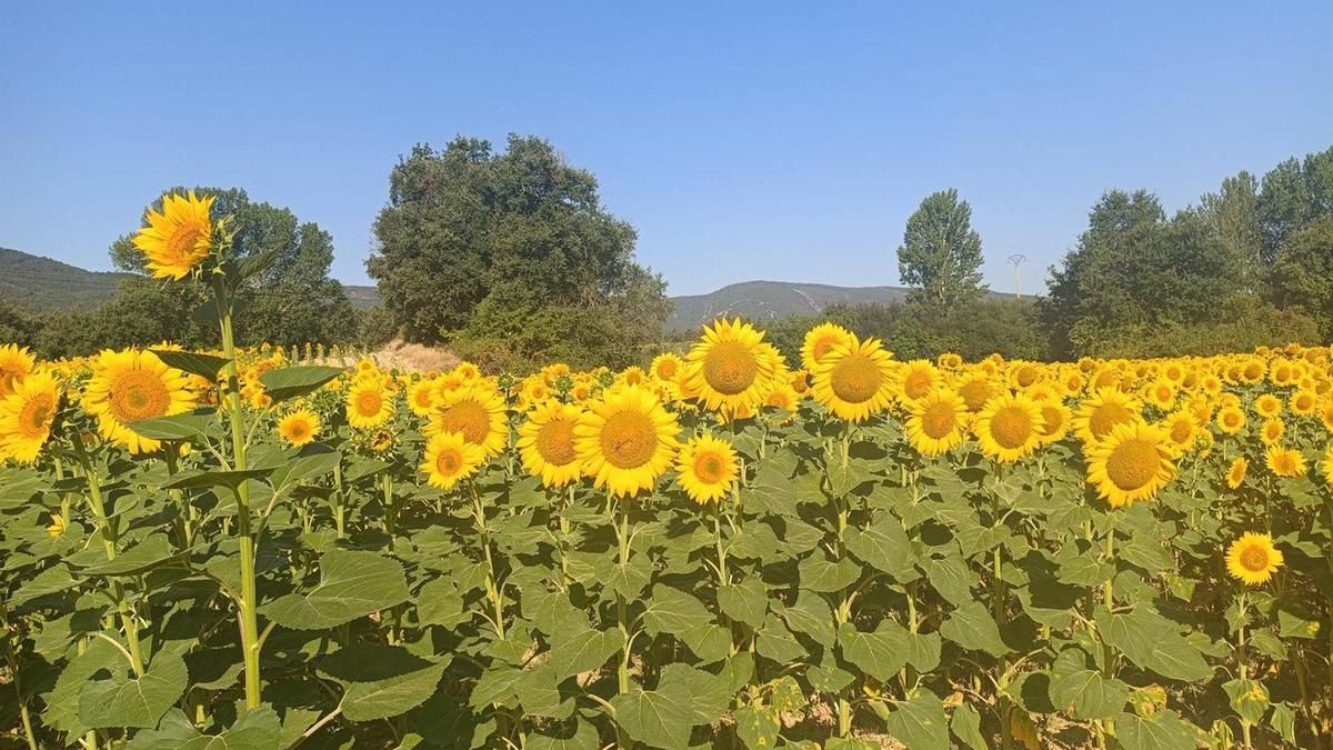 La campaña de girasol destaca por su calidad, aunque con menor rendimiento de lo esperado según Asaja