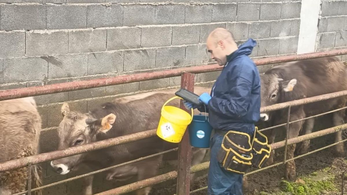 El Gobierno del PP en Aragón evita hablar de ayudas por la dermatosis nodular pese a que el brote obliga ya a matar vacas