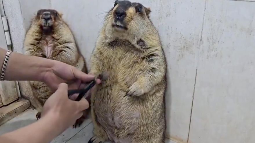La mujer que no muestra nada (y dos marmotas)