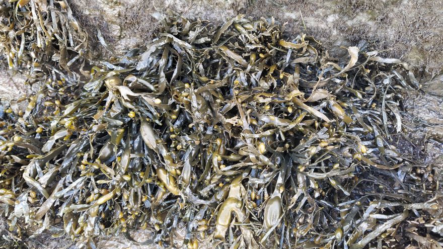 Los expertos alertan de la desaparición de los lechos de algas del Cantábrico: “Se preocupa quien quiera preocuparse”