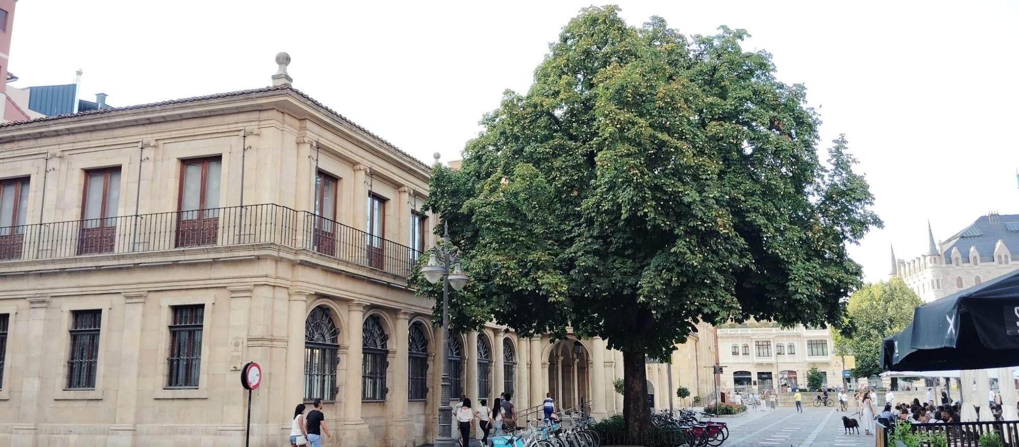 El castaño centenario del Ayuntamiento de San Marcelo.