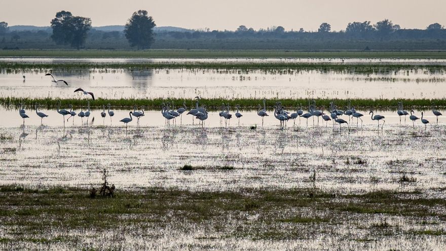 El 85 % de humedales Ramsar en España sufre grave degradación que afecta a aves acuáticas