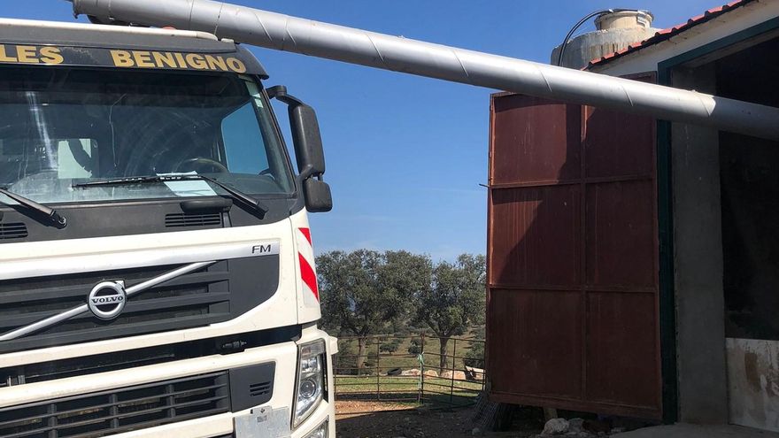 Castilla-La Mancha comienza a suministrar pienso al ganado trashumante varado en Ciudad Real