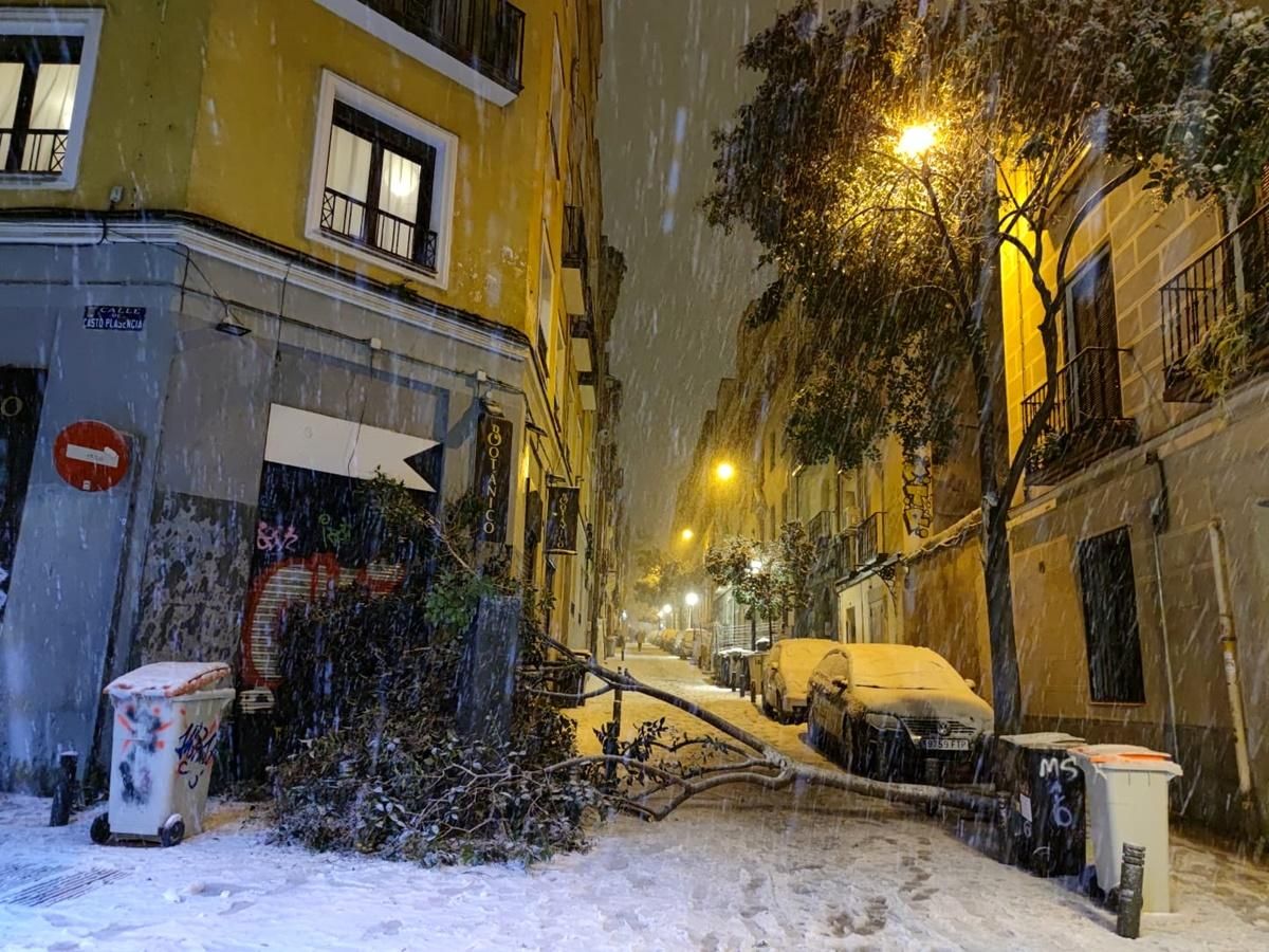 Ramas y árboles caídos en Malasaña a causa de la nieve