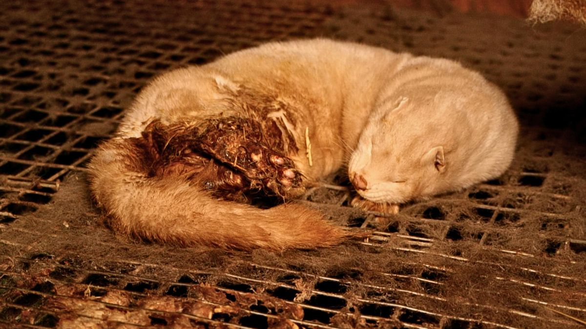 Animal con la cola herida y piel dañada por el estrés y los automordiscos