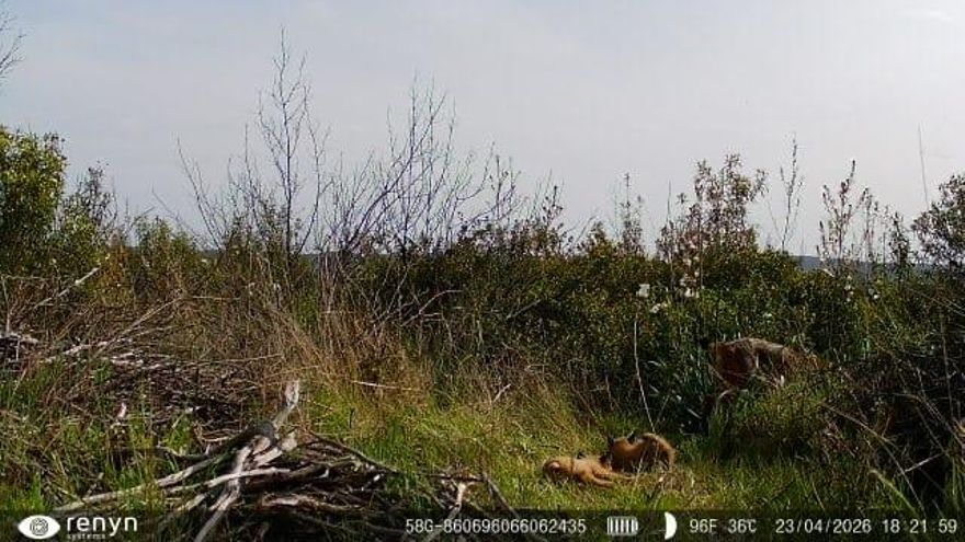 El Parque Nacional de Cabañeros registra por primera vez el nacimiento de una camada de lince ibérico