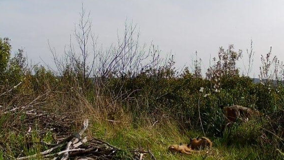 El Parque Nacional de Cabañeros registra por primera vez el nacimiento de una camada de lince ibérico